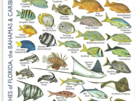 Fishwatchers Mini Field Guide Reef Fishes of Florida, Bahamas and Caribbean Fashion