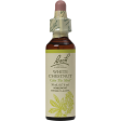 White Chestnut Flower Essence Online now